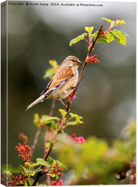 Linnet Canvas Print by Martin Kemp Wildlife