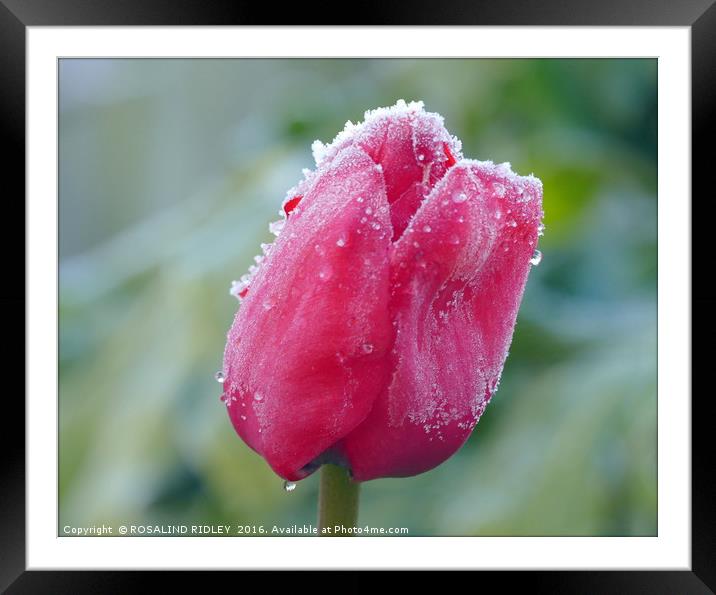 "FROZEN TULIP" Framed Mounted Print by ROS RIDLEY