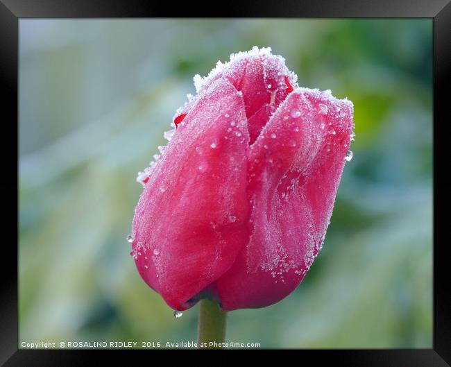 "FROZEN TULIP" Framed Print by ROS RIDLEY