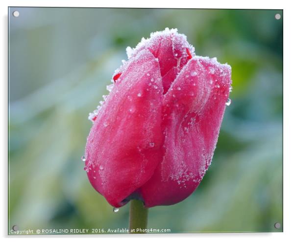 "FROZEN TULIP" Acrylic by ROS RIDLEY