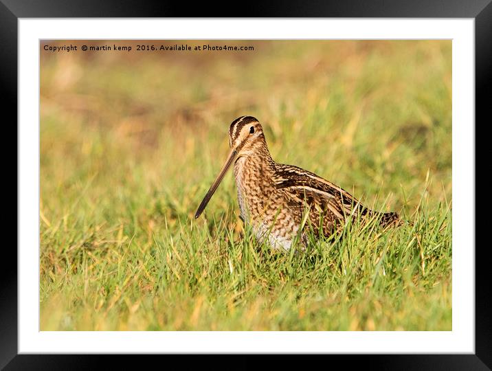 Snipe in the Grass Framed Mounted Print by Martin Kemp Wildlife