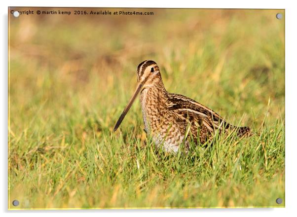 Snipe in the Grass Acrylic by Martin Kemp Wildlife