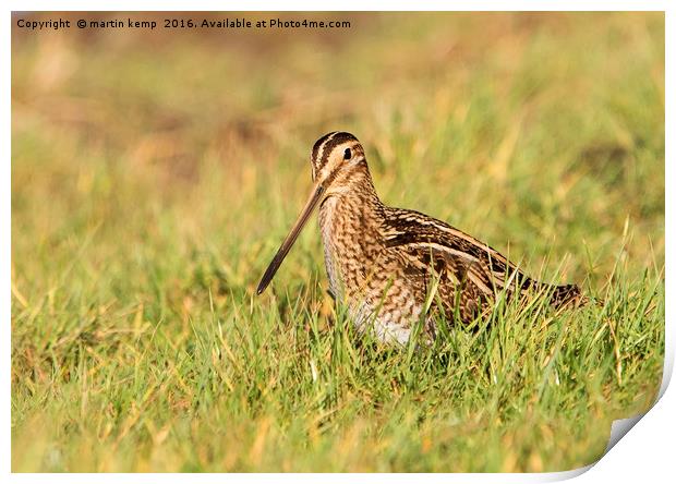 Snipe in the Grass Print by Martin Kemp Wildlife