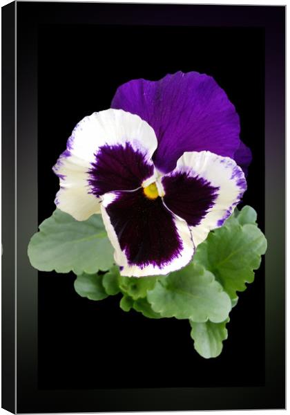 white and purple pansy Canvas Print by Marinela Feier