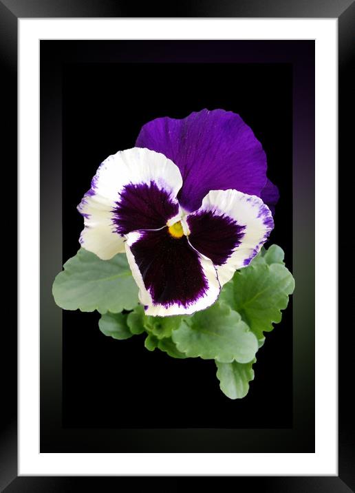 white and purple pansy Framed Mounted Print by Marinela Feier