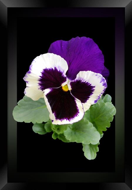 white and purple pansy Framed Print by Marinela Feier