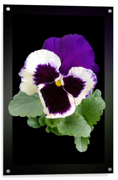 white and purple pansy Acrylic by Marinela Feier