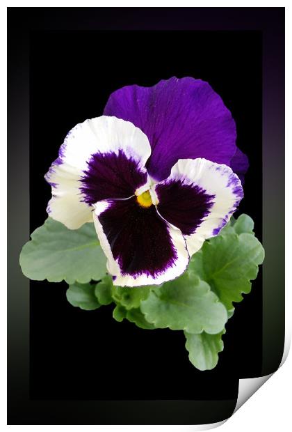white and purple pansy Print by Marinela Feier