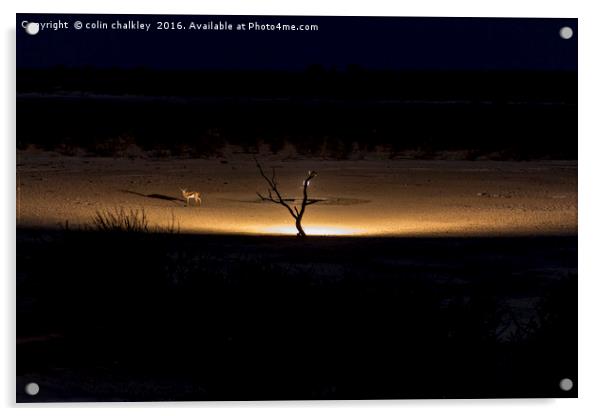 Illuminated Waterhole - Namibia Acrylic by colin chalkley