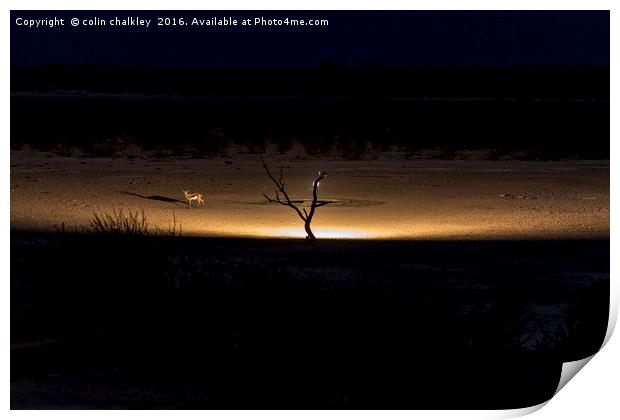 Illuminated Waterhole - Namibia Print by colin chalkley
