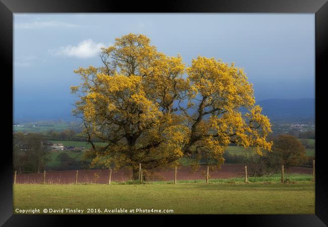 Sunlight before the Storm Framed Print by David Tinsley