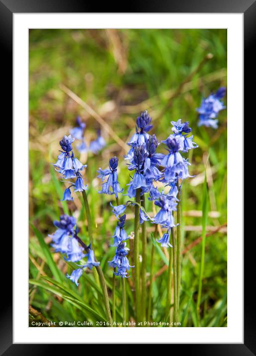Bluebells  Framed Mounted Print by Paul Cullen