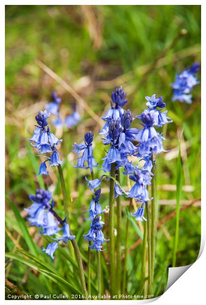 Bluebells  Print by Paul Cullen