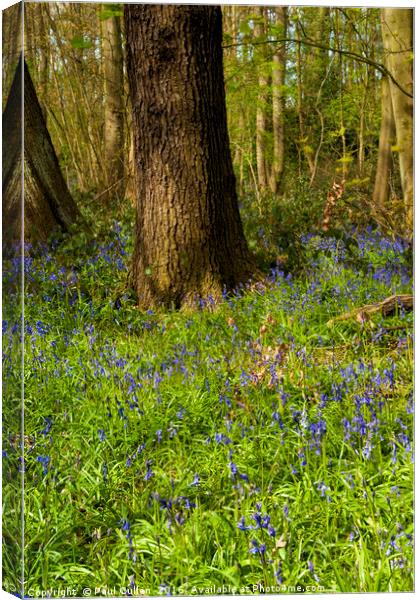 Bluebells in spring Canvas Print by Paul Cullen