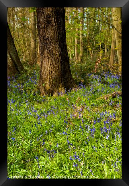 Bluebells in spring Framed Print by Paul Cullen