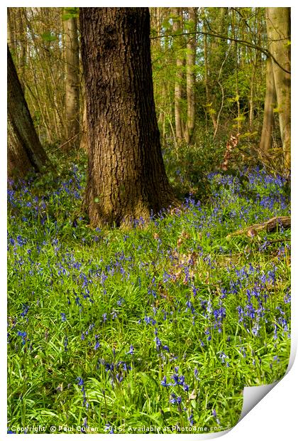 Bluebells in spring Print by Paul Cullen