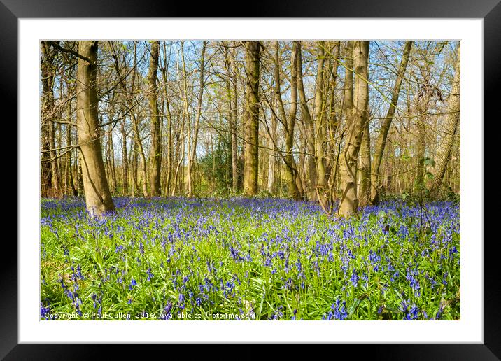 The Bluebell wood. Framed Mounted Print by Paul Cullen