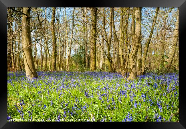 The Bluebell wood. Framed Print by Paul Cullen