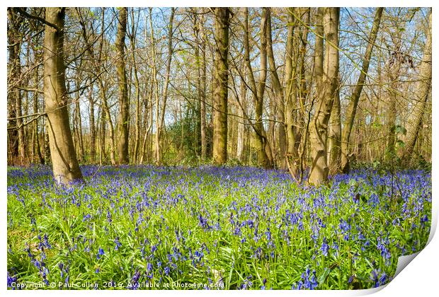 The Bluebell wood. Print by Paul Cullen