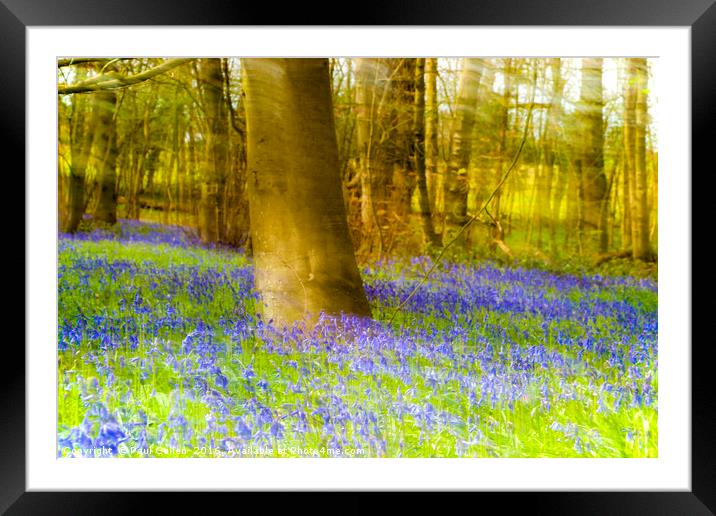 Impressionist Bluebell wood. Framed Mounted Print by Paul Cullen