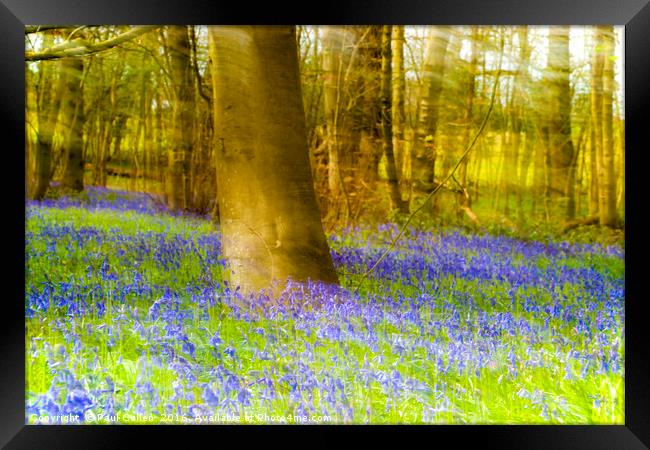 Impressionist Bluebell wood. Framed Print by Paul Cullen