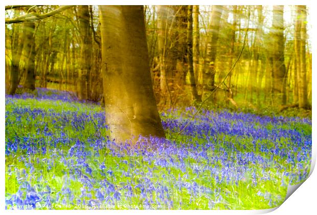 Impressionist Bluebell wood. Print by Paul Cullen