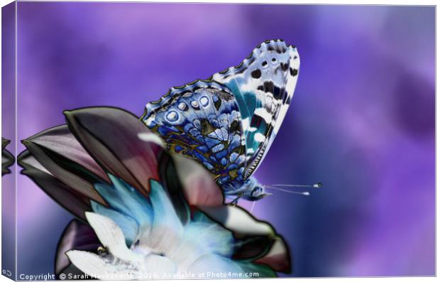 Butterfly on flower Canvas Print by Sarah Hawksworth