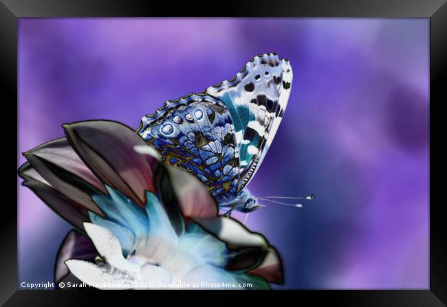 Butterfly on flower Framed Print by Sarah Hawksworth