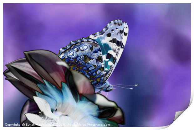 Butterfly on flower Print by Sarah Hawksworth