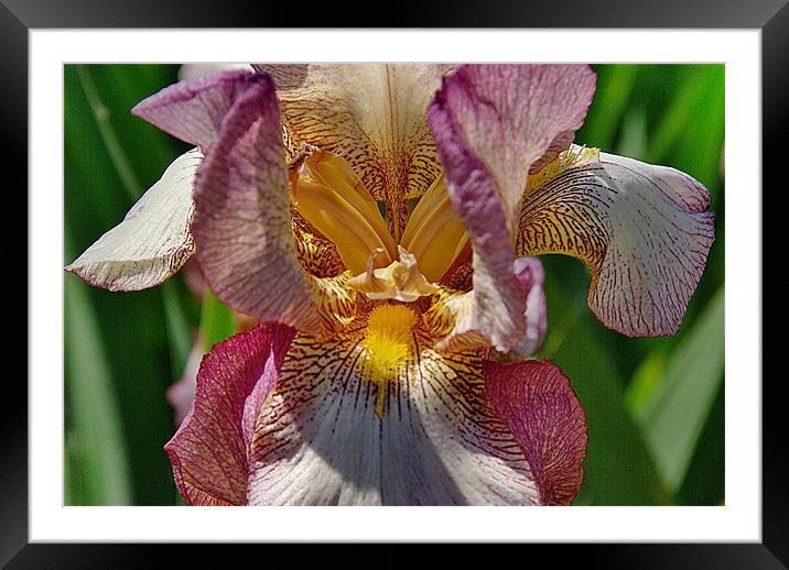 Bearded Iris Framed Mounted Print by Kleve 