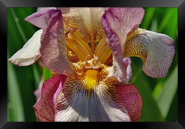Bearded Iris Framed Print by Kleve 