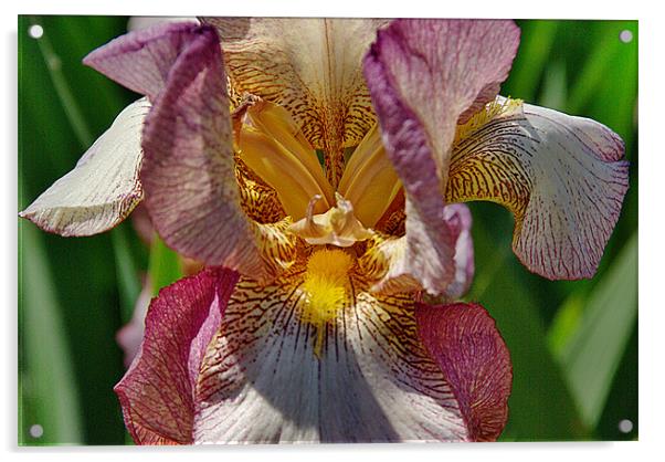 Bearded Iris Acrylic by Kleve 