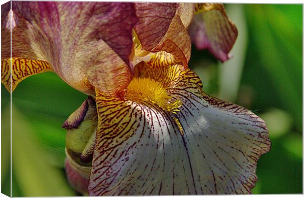 Bearded Iris 1 Canvas Print by Kleve 