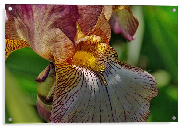 Bearded Iris 1 Acrylic by Kleve 