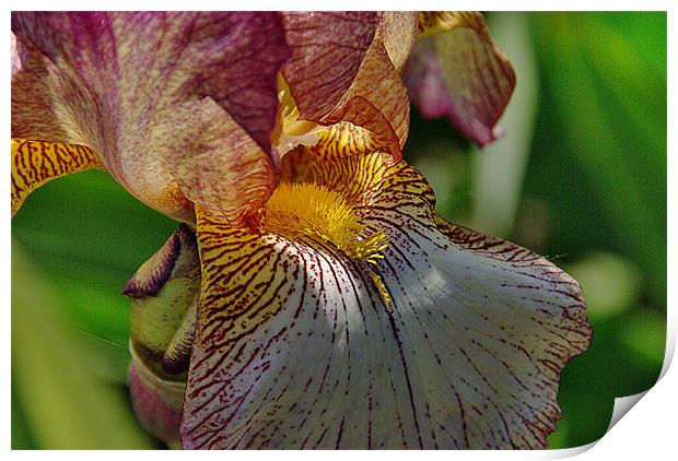 Bearded Iris 1 Print by Kleve 