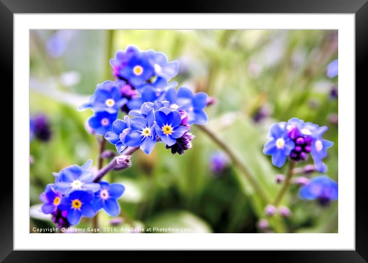 Forget-me-not Framed Mounted Print by Jeremy Sage
