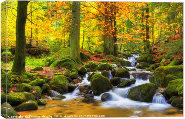 Autumn in the forest Canvas Print by Thomas Herzog