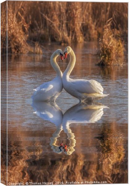 Swans in love Canvas Print by Thomas Herzog