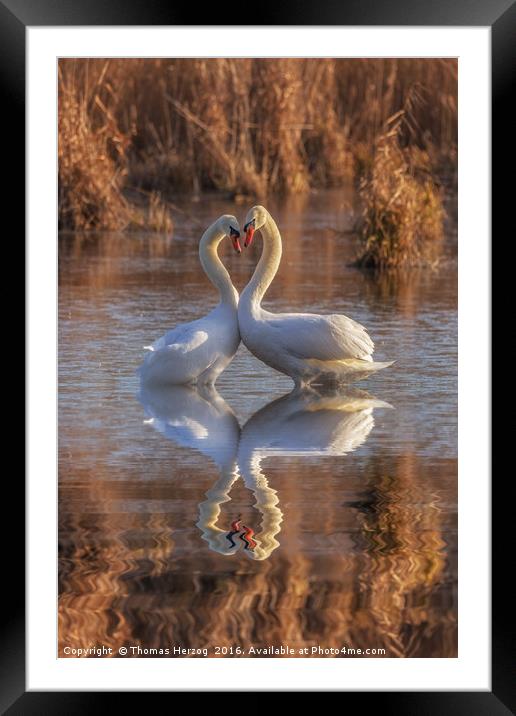 Swans in love Framed Mounted Print by Thomas Herzog