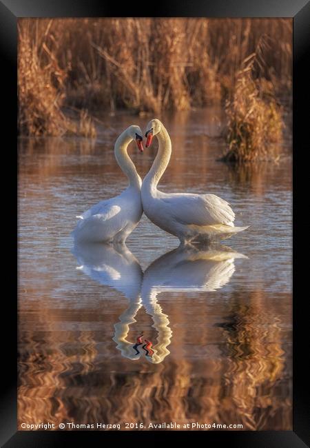 Swans in love Framed Print by Thomas Herzog