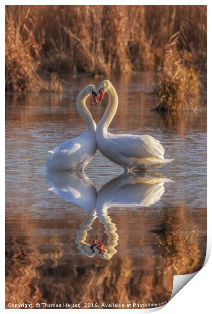Swans in love Print by Thomas Herzog