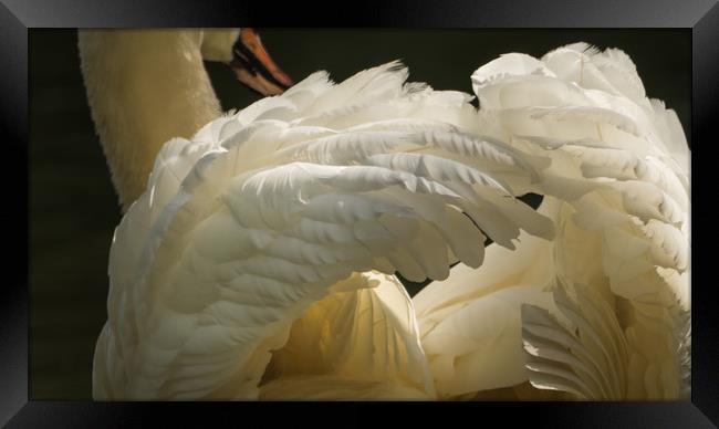 Feathers Framed Print by Sue MacCallum- Stewart