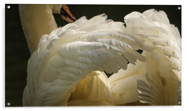 Feathers Acrylic by Sue MacCallum- Stewart