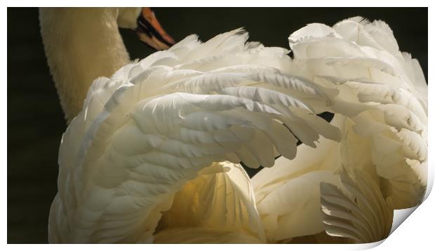 Feathers Print by Sue MacCallum- Stewart