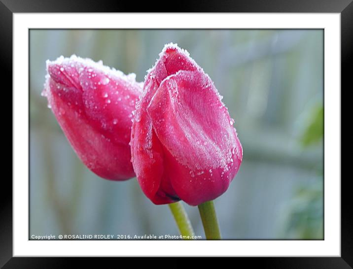 "FROSTY DUO" Framed Mounted Print by ROS RIDLEY