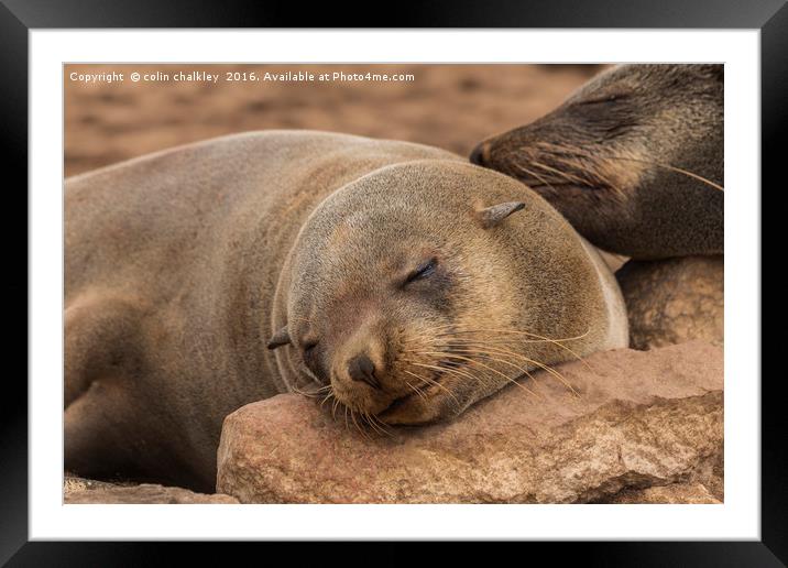 Fur Seal Basking at Cape Cross, Namibia Framed Mounted Print by colin chalkley