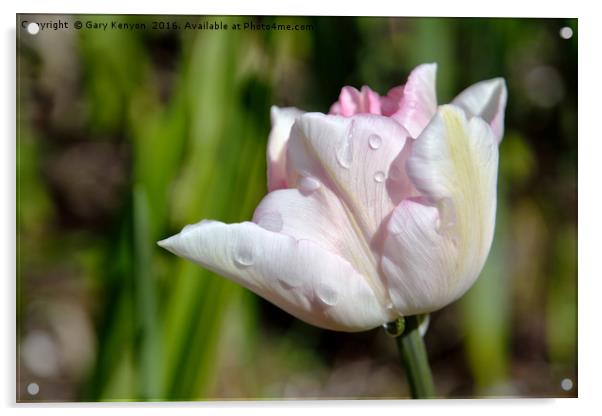 Pink Tulip Acrylic by Gary Kenyon
