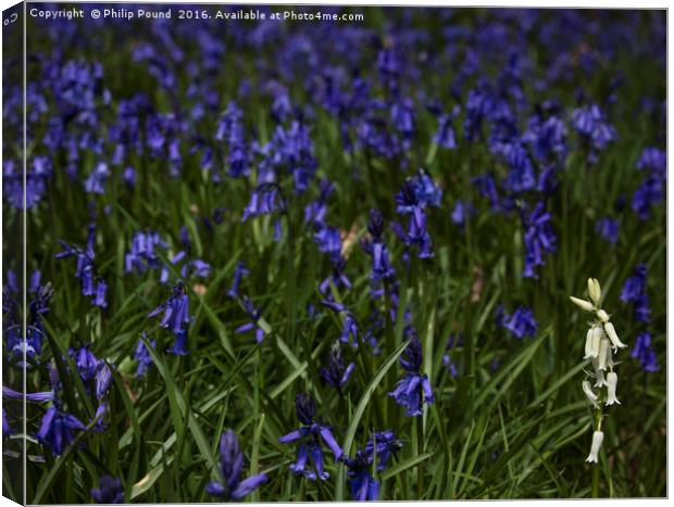 Bluebells and a lone whitebell Canvas Print by Philip Pound