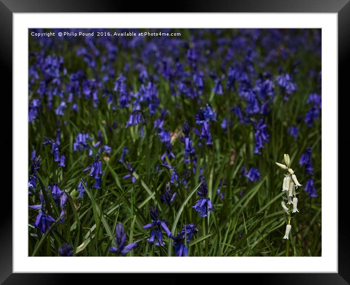 Bluebells and a lone whitebell Framed Mounted Print by Philip Pound