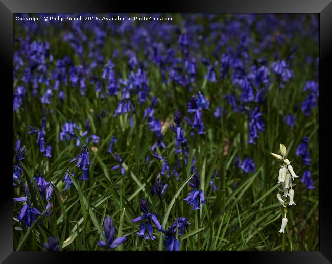 Bluebells and a lone whitebell Framed Print by Philip Pound